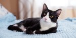 black-white-tuxedo.jpg