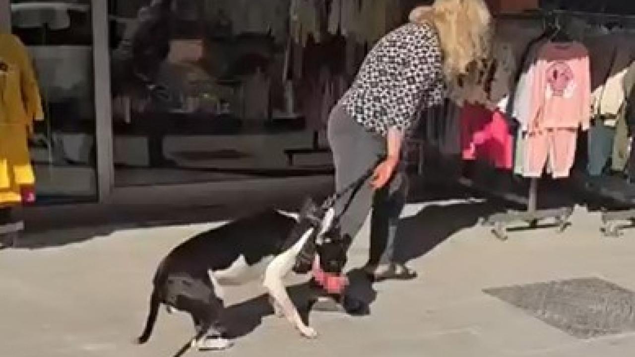 pitbull-2495446.jpg