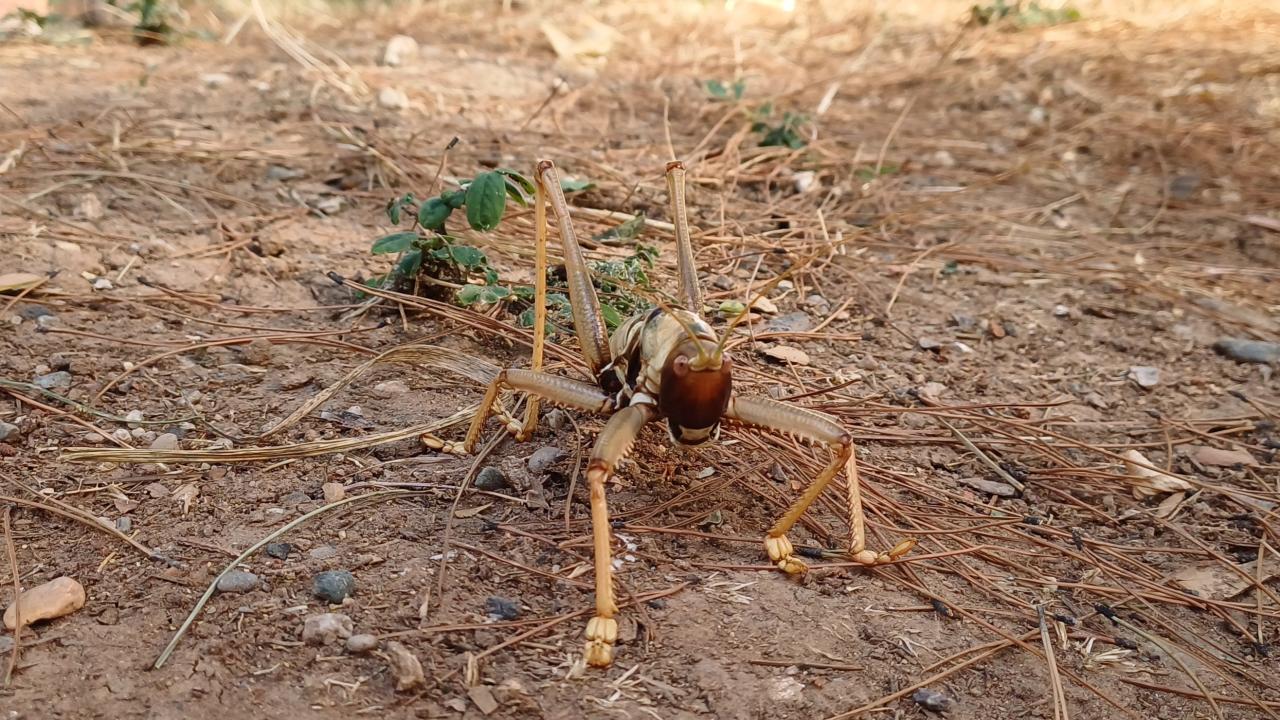 cekirge-2483495.jpg