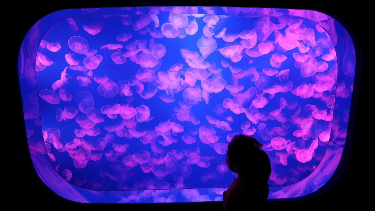 jellyfish-2497355.jpg