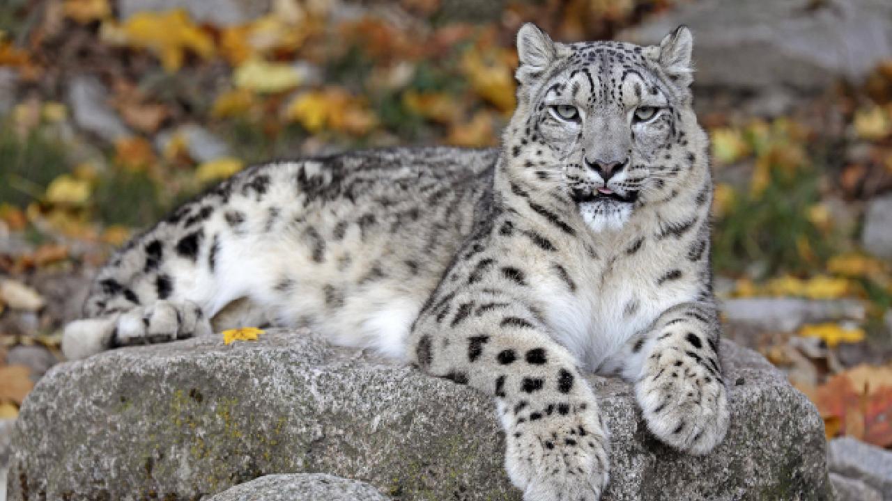 kar-leopari-aa-1697298.jpg