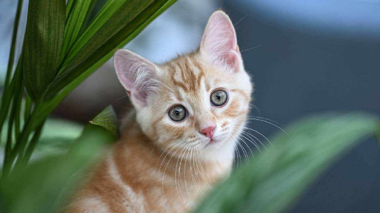 yavru-kedi-aa-2081564.jpg