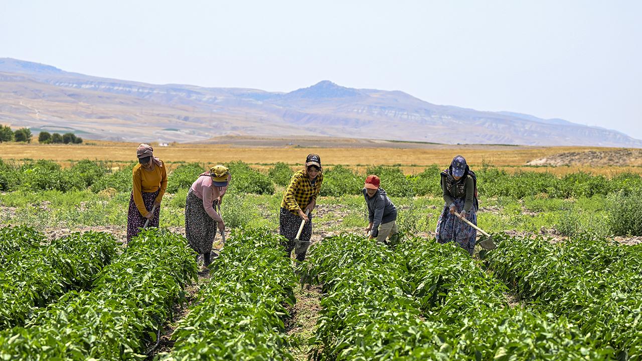 tarim-ciftci-2084331.jpg