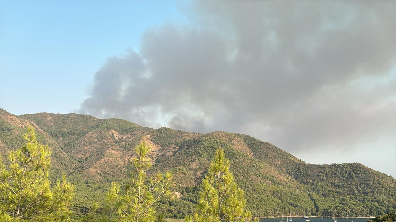 orman-yangini-aa-2482482.jpg