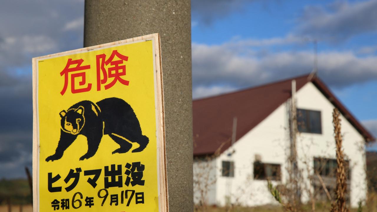 japan-bear-reu-2405600.jpg