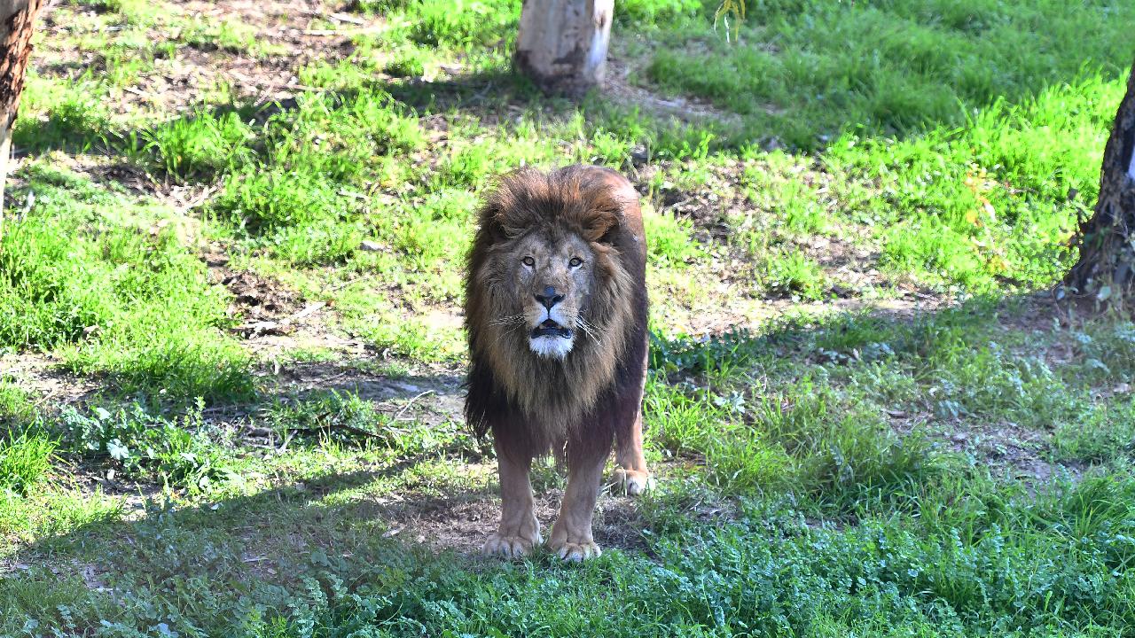 aslan-depophotos-1633296.jpg